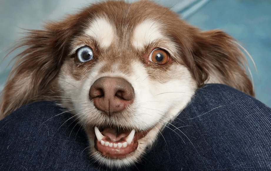 犬のしゃっくりが止まらない原因は なんでしゃっくりをするのかについて Inustagram
