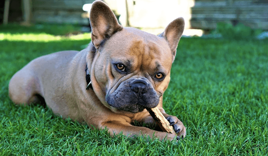 子犬の噛み癖の理由は 可愛い行動だけど 直した方が良い理由と方法 Inustagram