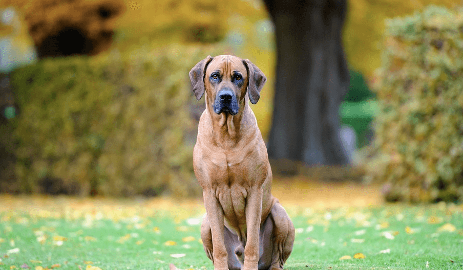 子犬の噛み癖の理由は 可愛い行動だけど 直した方が良い理由と方法 Inustagram